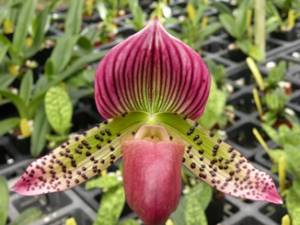 Two Maudiae Paphiopedilum Orchids